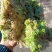 水苔，大量上市货源充足，量大价优，欢迎各地老板采购