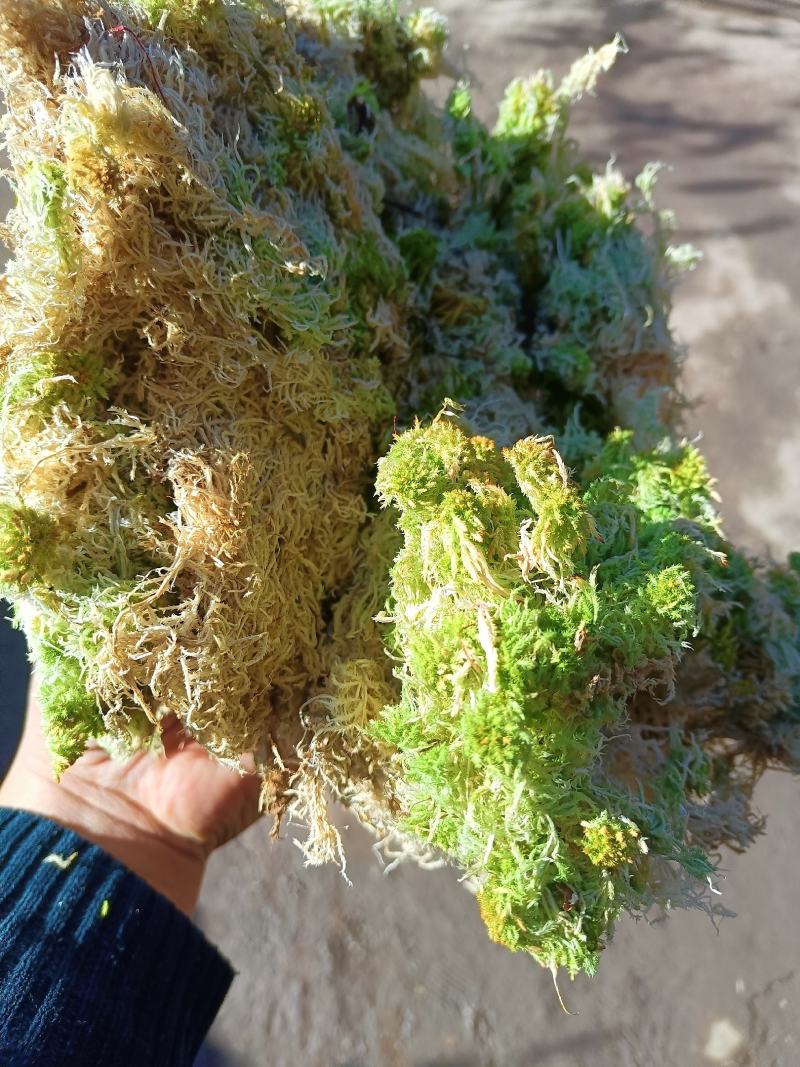 水苔，大量上市货源充足，量大价优，欢迎各地老板采购