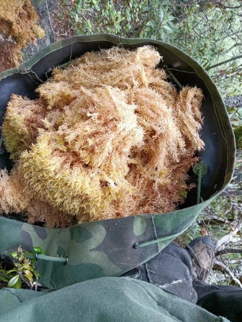 水苔，大量上市货源充足，量大价优，欢迎各地老板采购