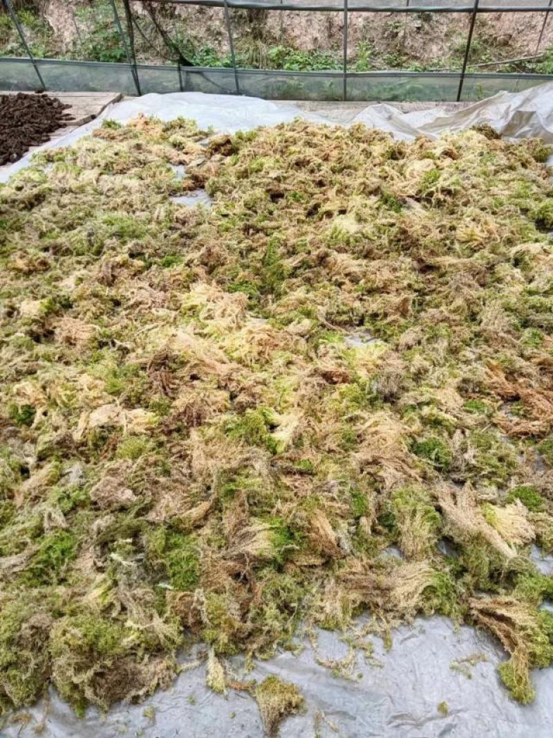 水苔，大量上市货源充足，量大价优，欢迎各地老板采购