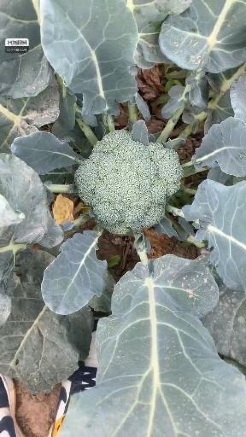 西蓝花河北精品系列西蓝花大量供应中，产地直发，一手货源