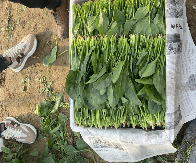 精品菠菜一手货源对接个大：电商团购批发零卖