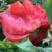 山东海阳普罗旺斯西红柿水果西红柿沙瓤正宗货源产地直发