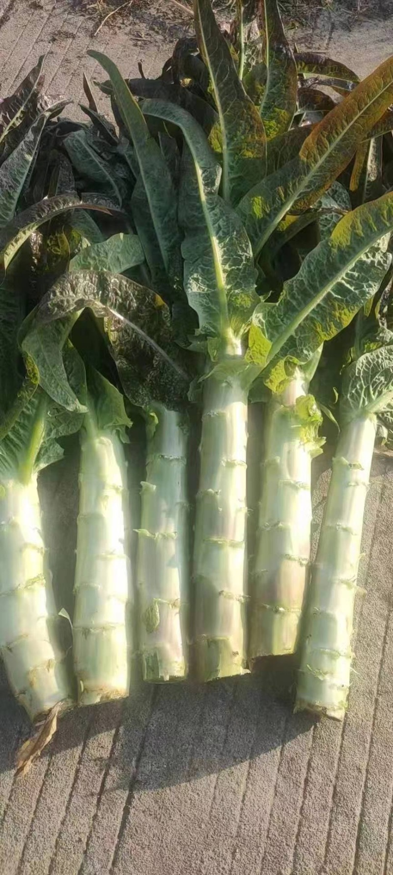 精品红叶香莴笋无空心无裂痕保质保量货好价优欢迎询价