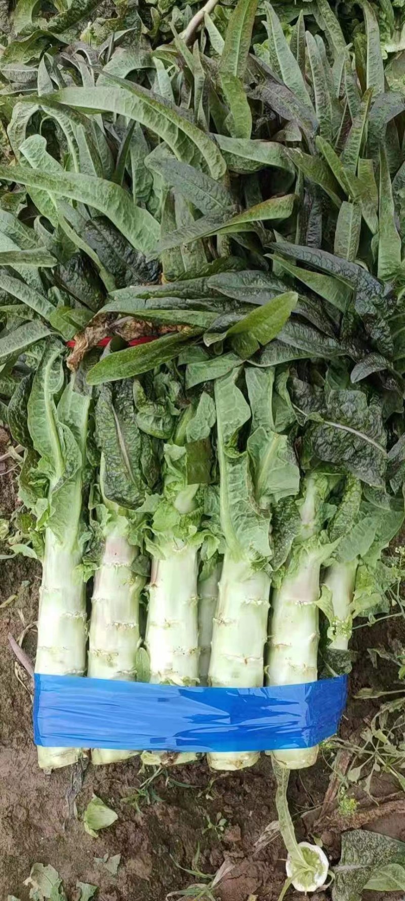 精品红叶香莴笋无空心无裂痕保质保量货好价优欢迎询价