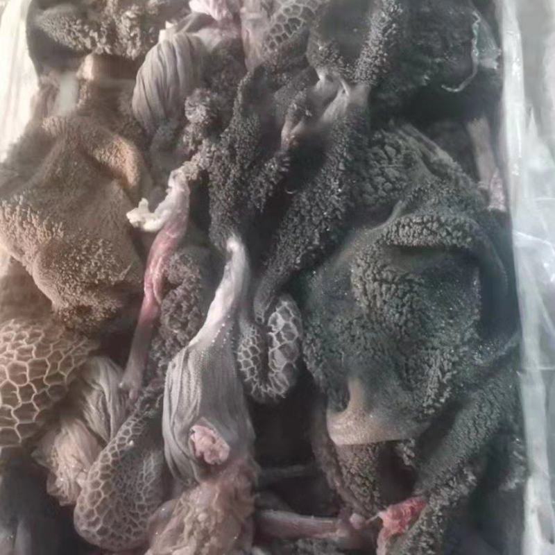 羊肚