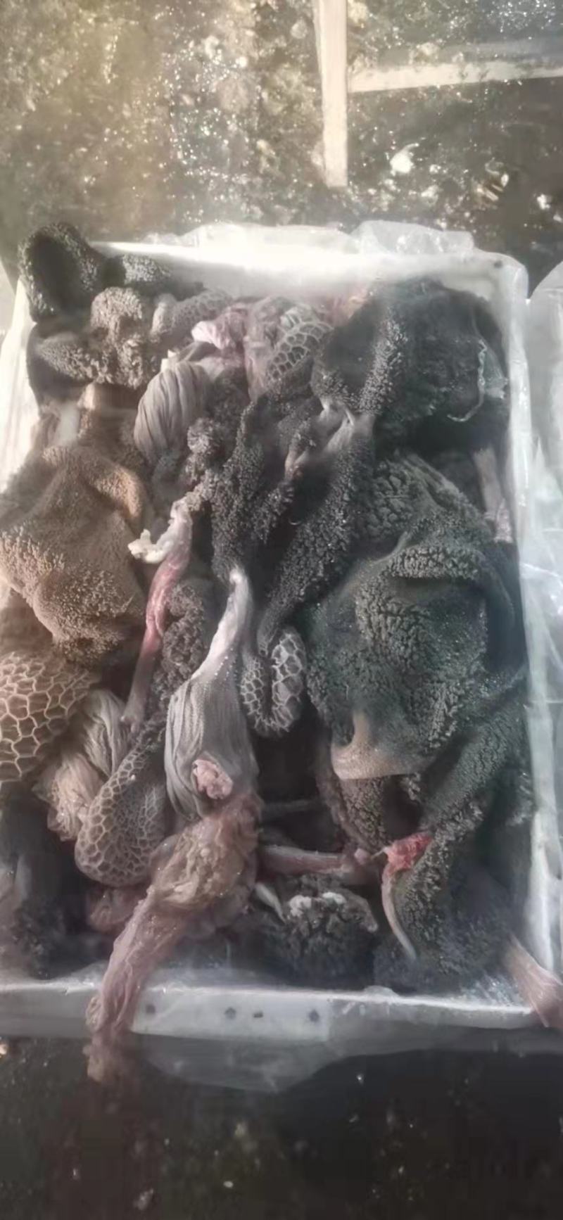 羊肚