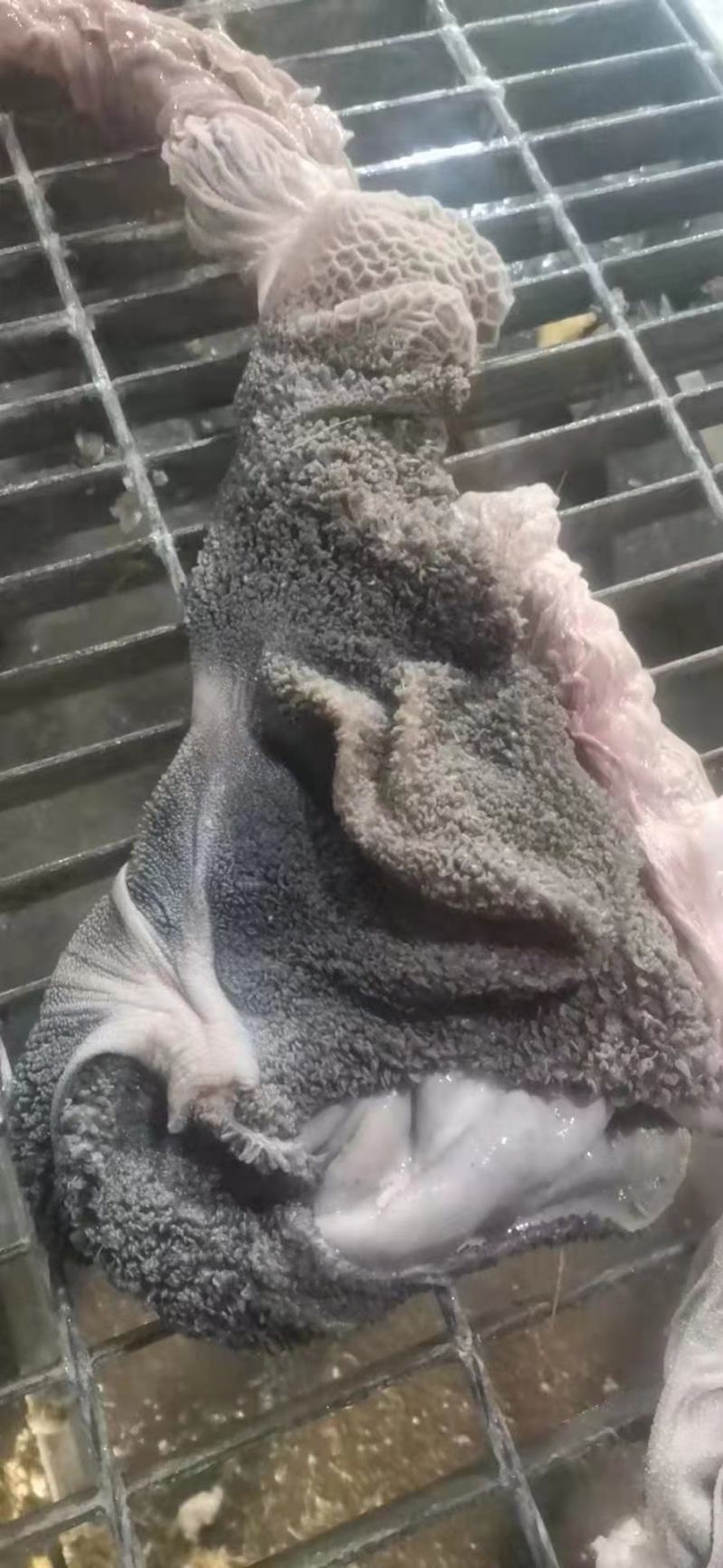 羊肚
