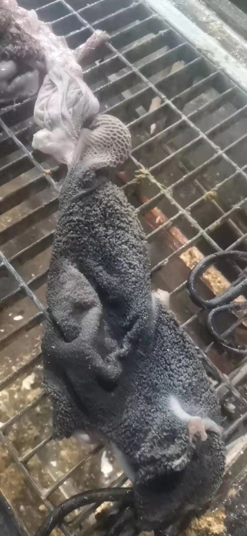 羊肚