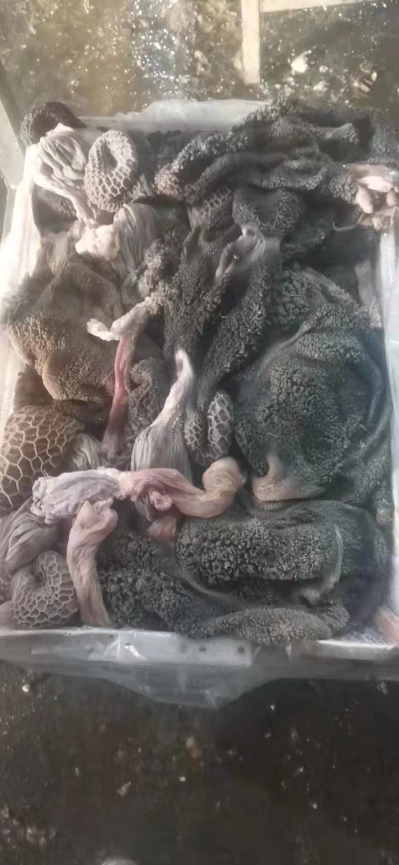 羊肚
