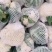 【精品菜花】河北邯郸菜花保质保量基地直供欢迎合作