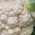 【精品菜花】河北邯郸菜花保质保量基地直供欢迎合作