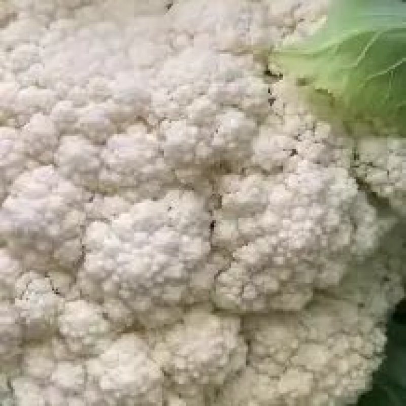 【精品菜花】河北邯郸菜花保质保量基地直供欢迎合作
