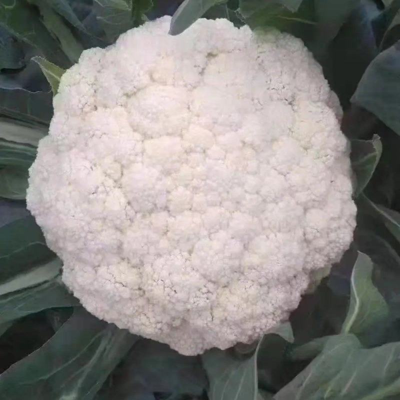 【精品菜花】河北邯郸菜花保质保量基地直供欢迎合作