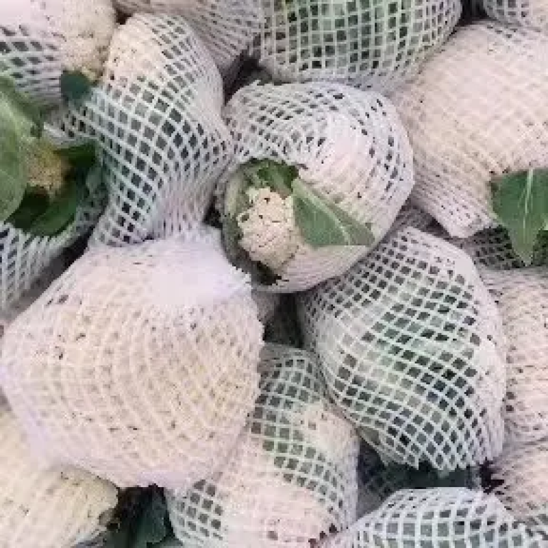 【精品菜花】河北邯郸菜花保质保量基地直供欢迎合作