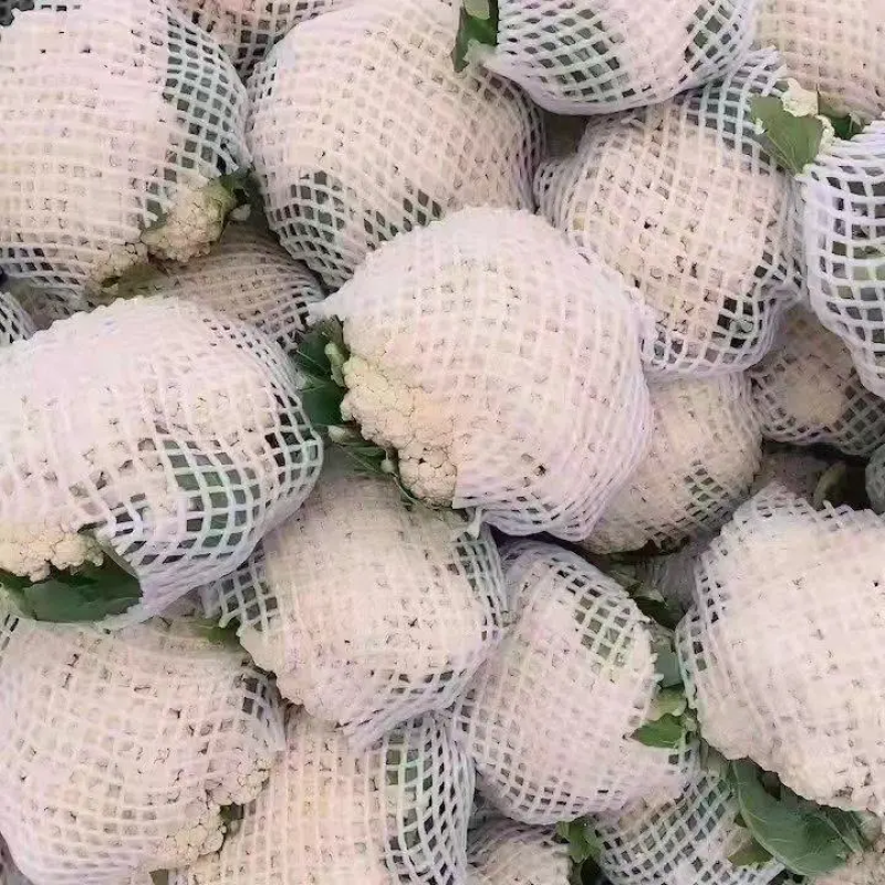 【精品菜花】河北邯郸菜花保质保量基地直供欢迎合作