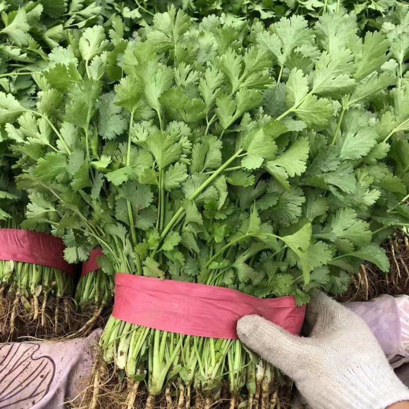 【精品香菜】货源充足质量有保证诚心合作欢迎咨询