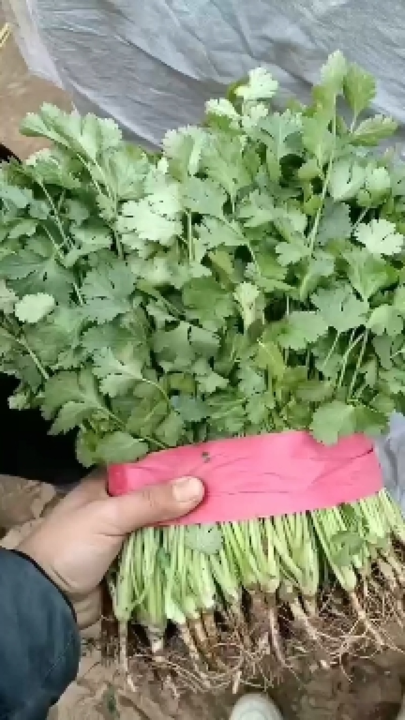 【精品香菜】货源充足质量有保证诚心合作欢迎咨询
