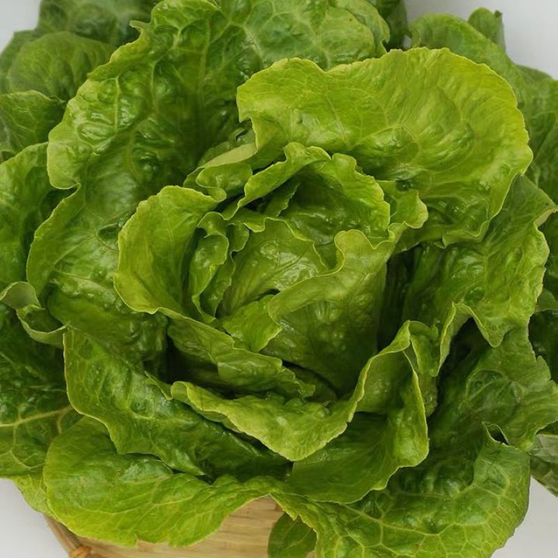【特惠】生菜大量上市质量保证新鲜现摘欢迎合作