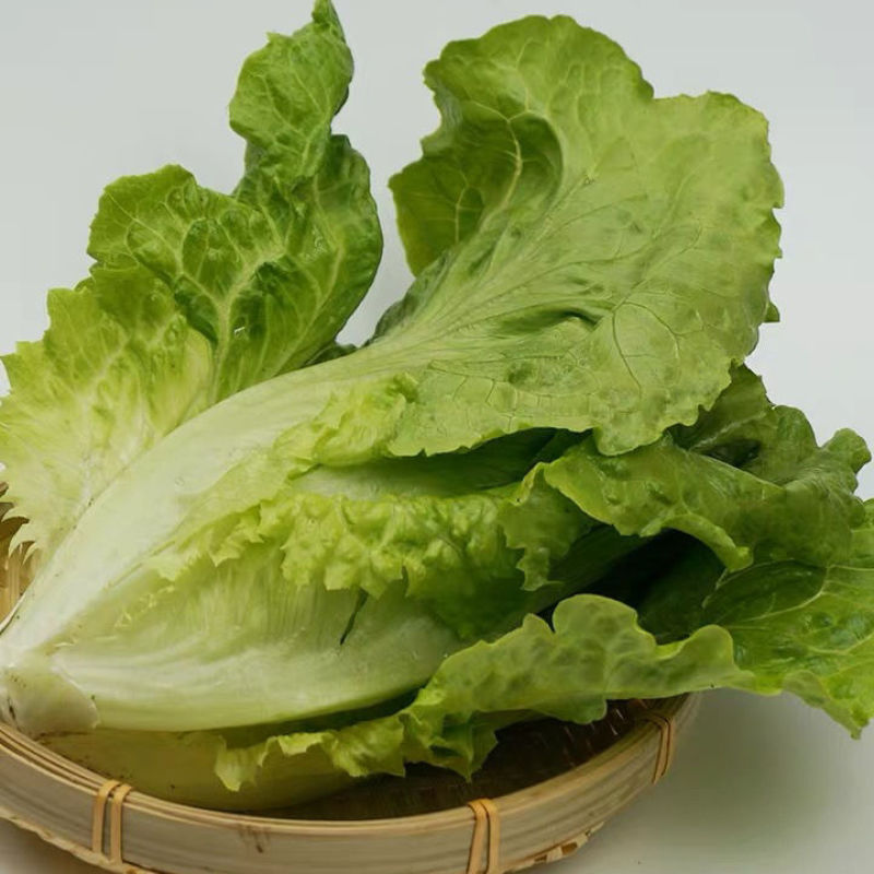 【特惠】生菜大量上市质量保证新鲜现摘欢迎合作