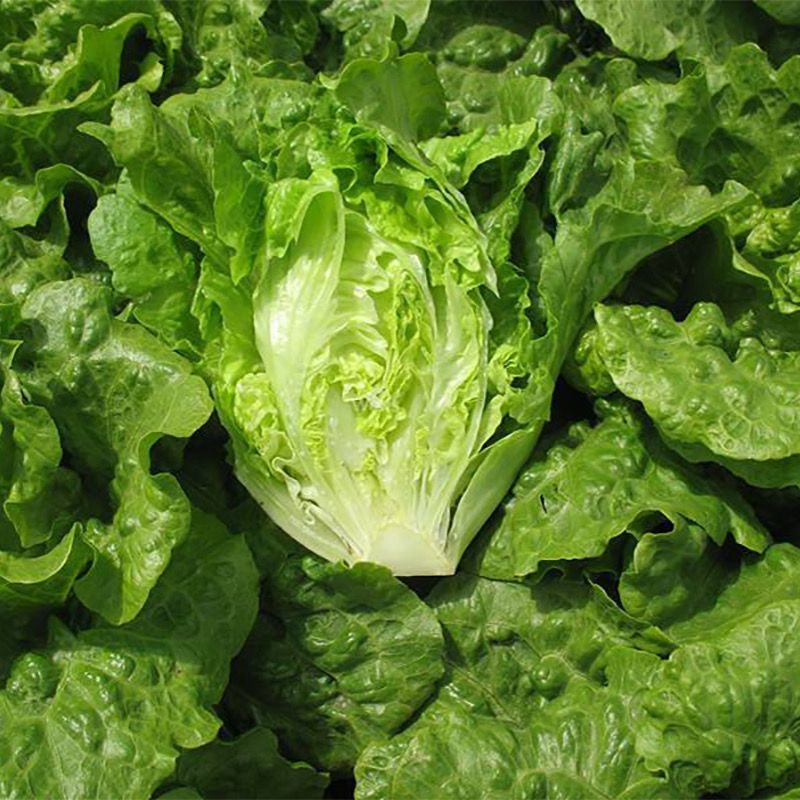 【特惠】生菜大量上市质量保证新鲜现摘欢迎合作