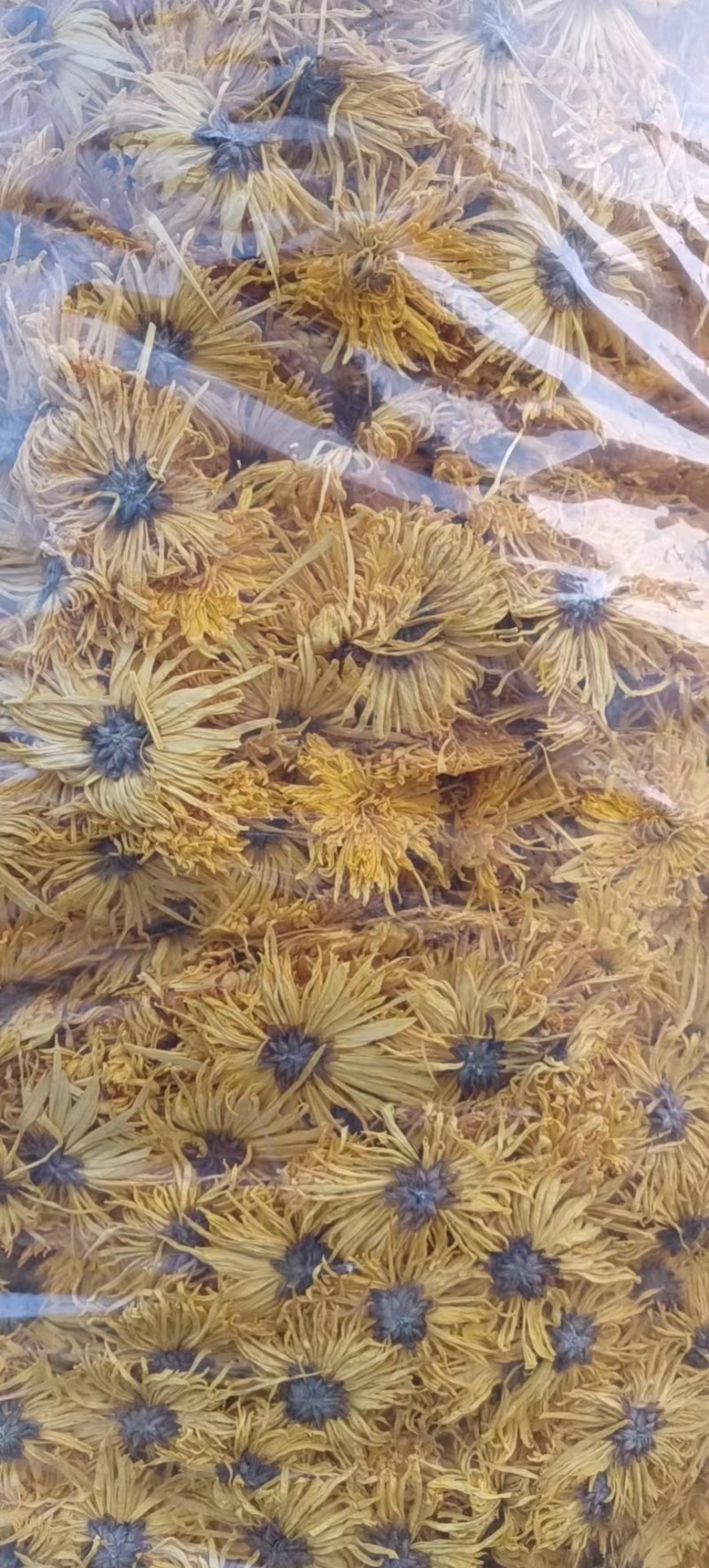 菊花品种金丝菊，婺源黄，大坂菊，休宁黄大量供应