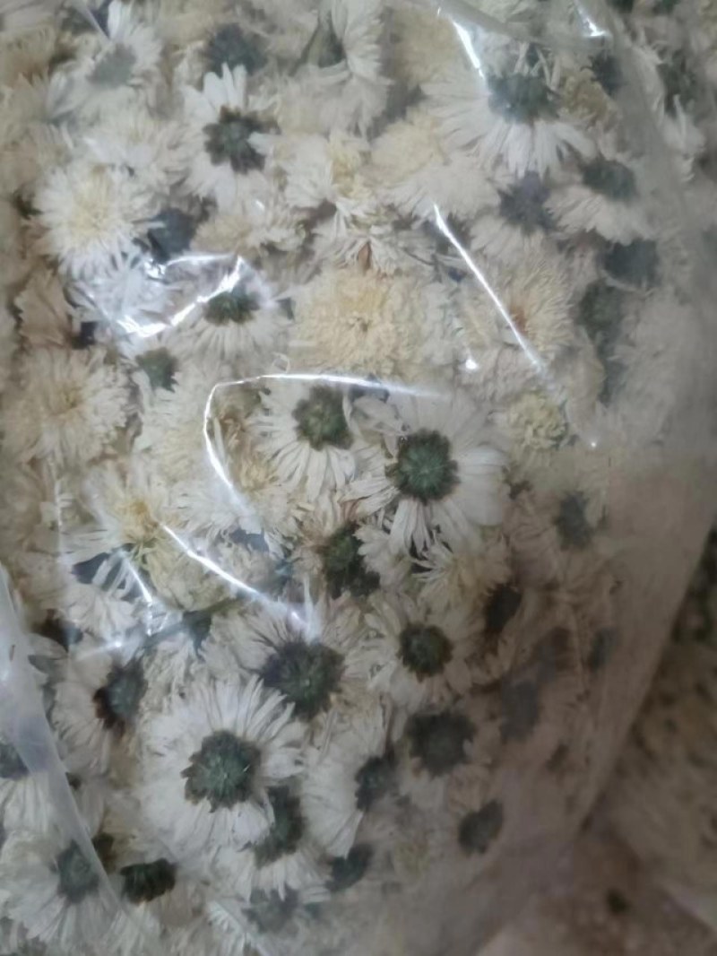 菊花品种金丝菊，婺源黄，大坂菊，休宁黄大量供应