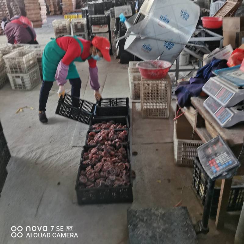 大量供应广西桂林市恭城瑶族自治县高次柿饼