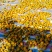 大红陈皮柑