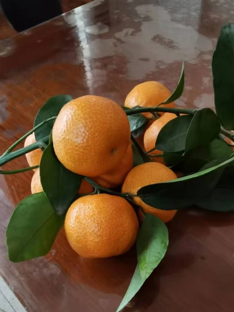 沙糖桔