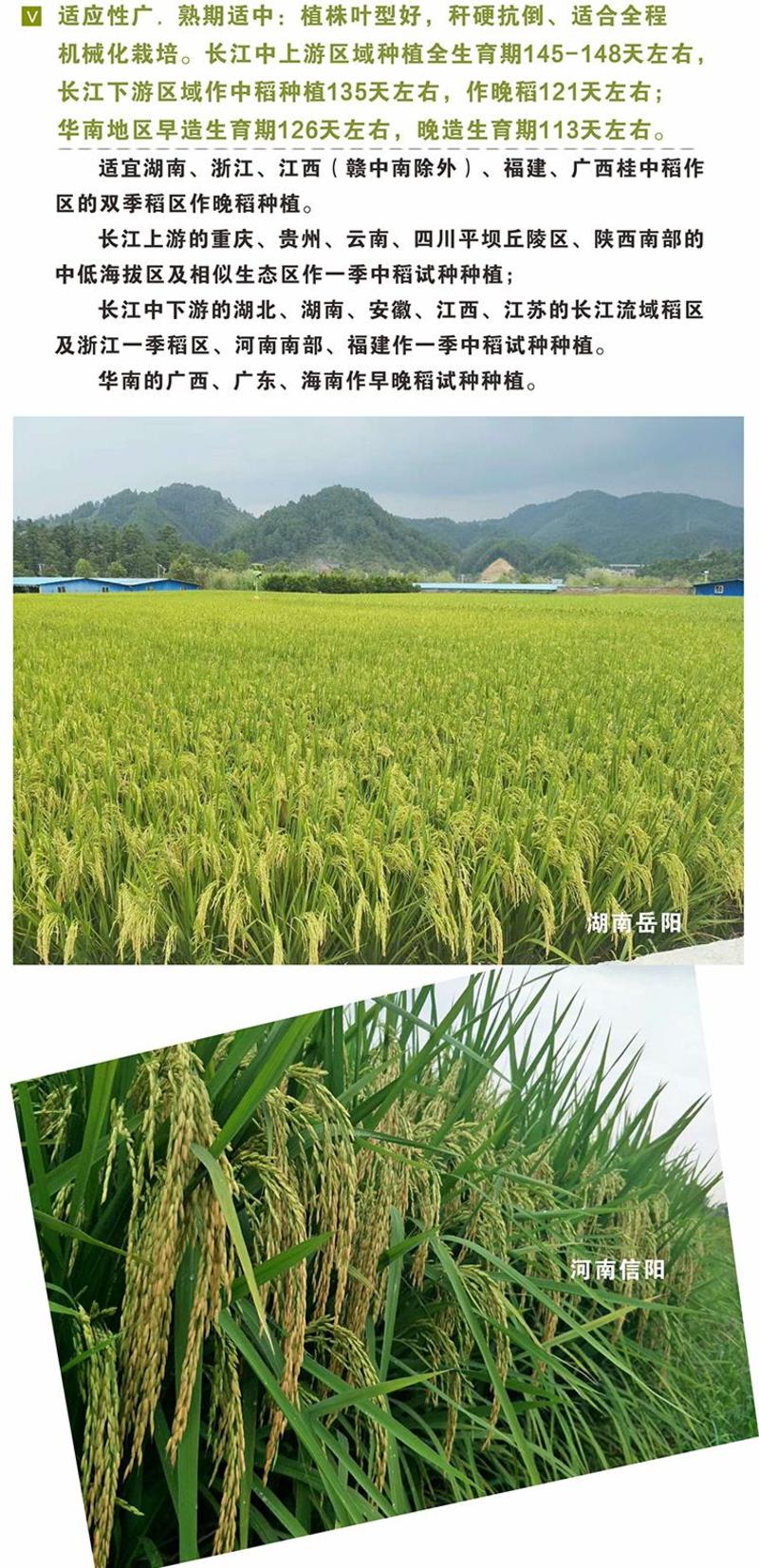 长粒香米抗病高产优质杂交水稻种子国审正品正两优825厂家