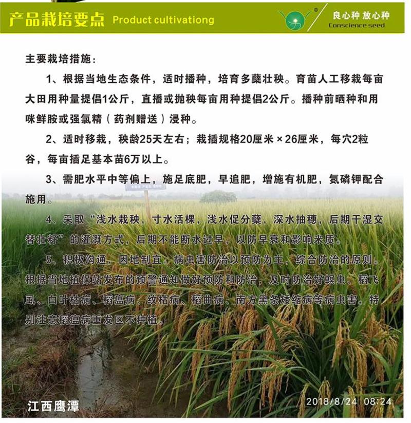 长粒香米抗病高产优质杂交水稻种子国审正品正两优825厂家