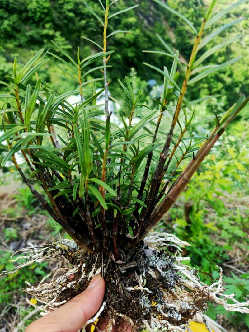 黄草石斛