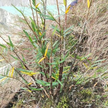 黄草石斛