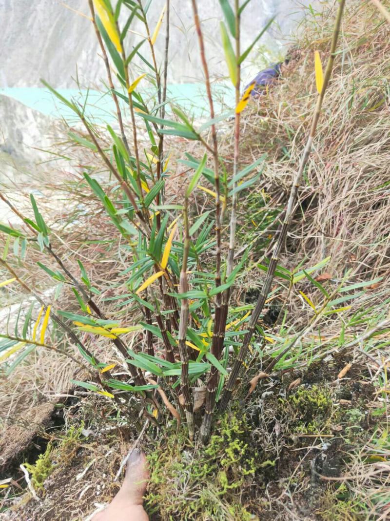 黄草石斛