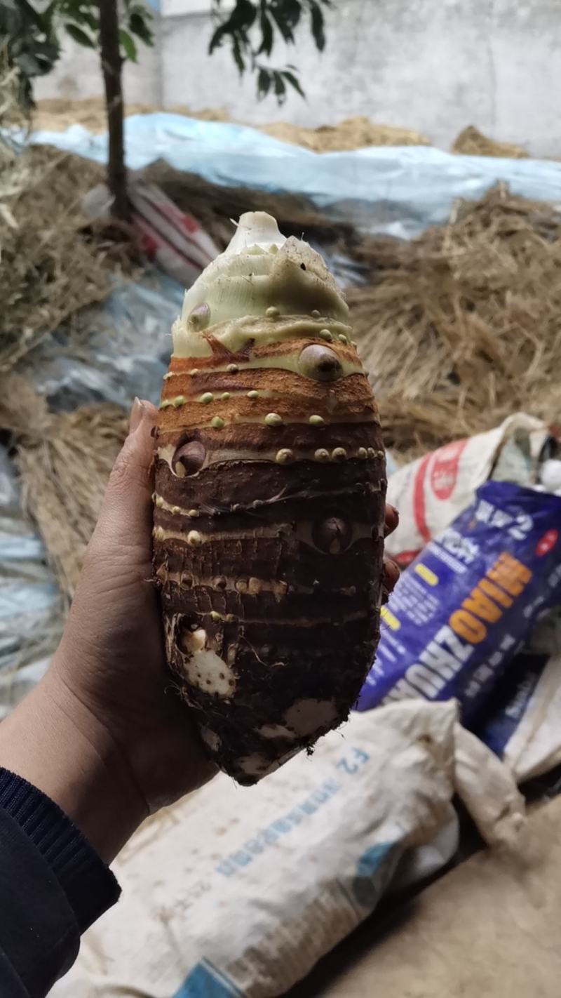 产地直发一手货源，形状炮弹头，颜色黄亮，货源充足