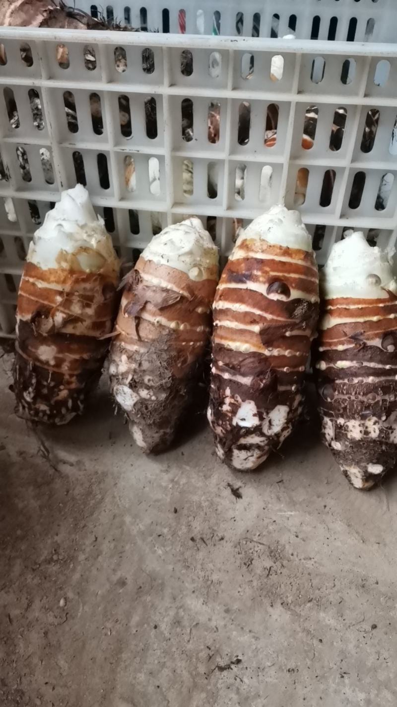 产地直发一手货源，形状炮弹头，颜色黄亮，货源充足