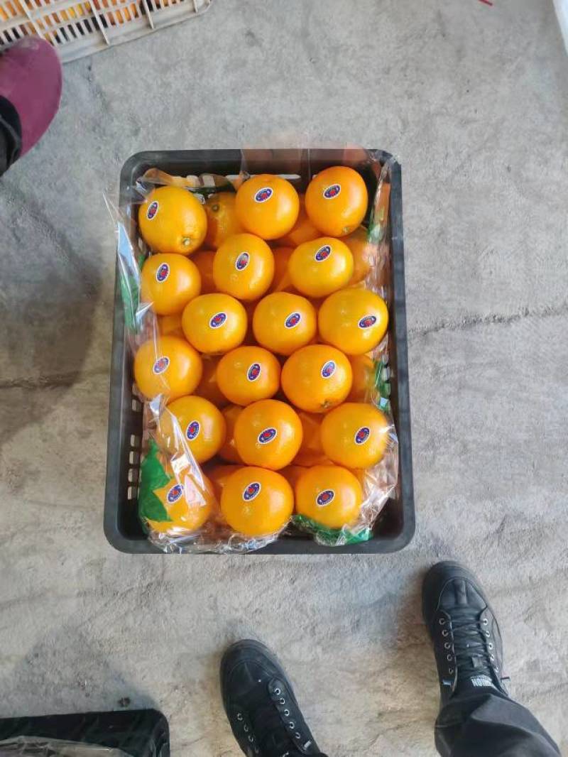 塔罗科血橙重庆玫瑰血橙有机肥种植营养更全面现摘现发