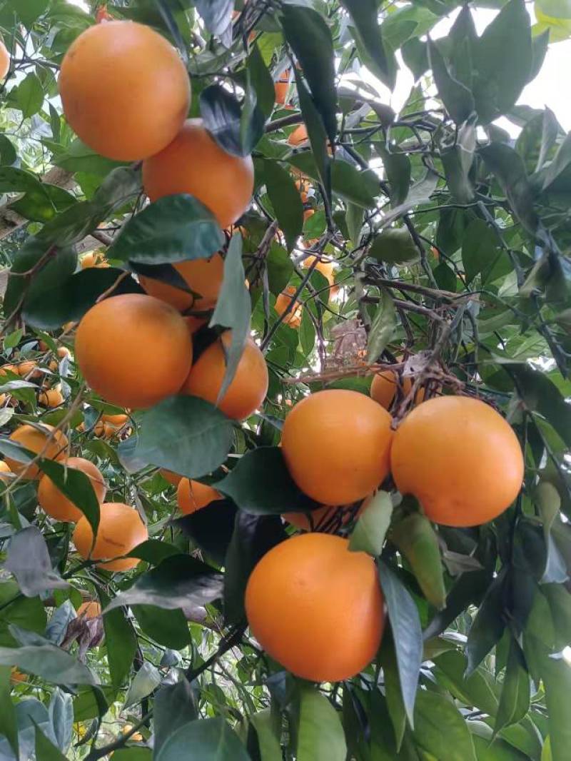 塔罗科血橙重庆玫瑰血橙有机肥种植营养更全面现摘现发