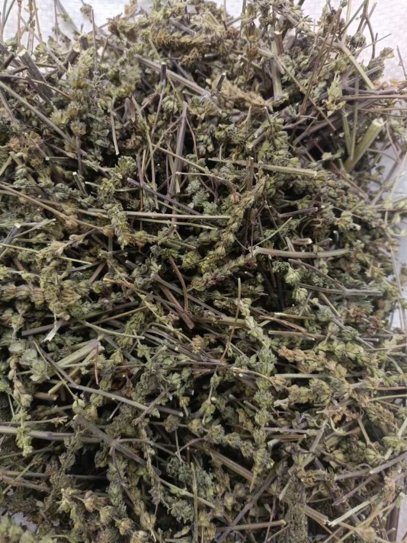 荆芥荆芥穗