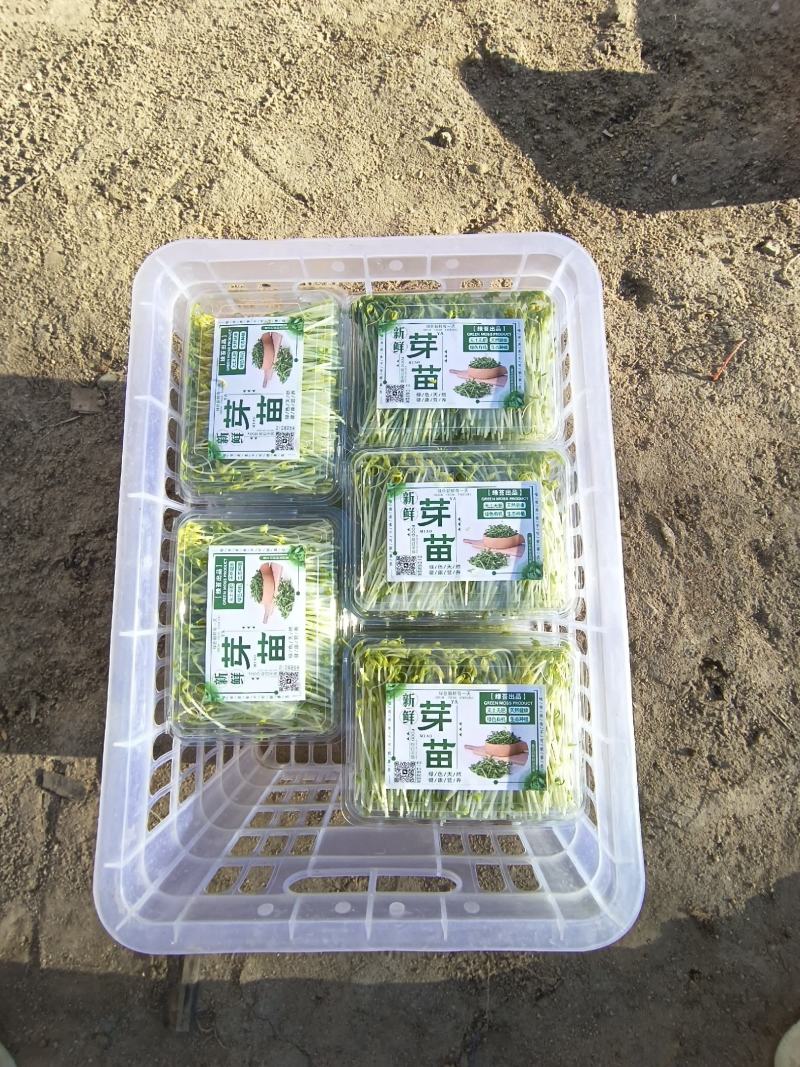 新鲜芽菜豌豆苗
