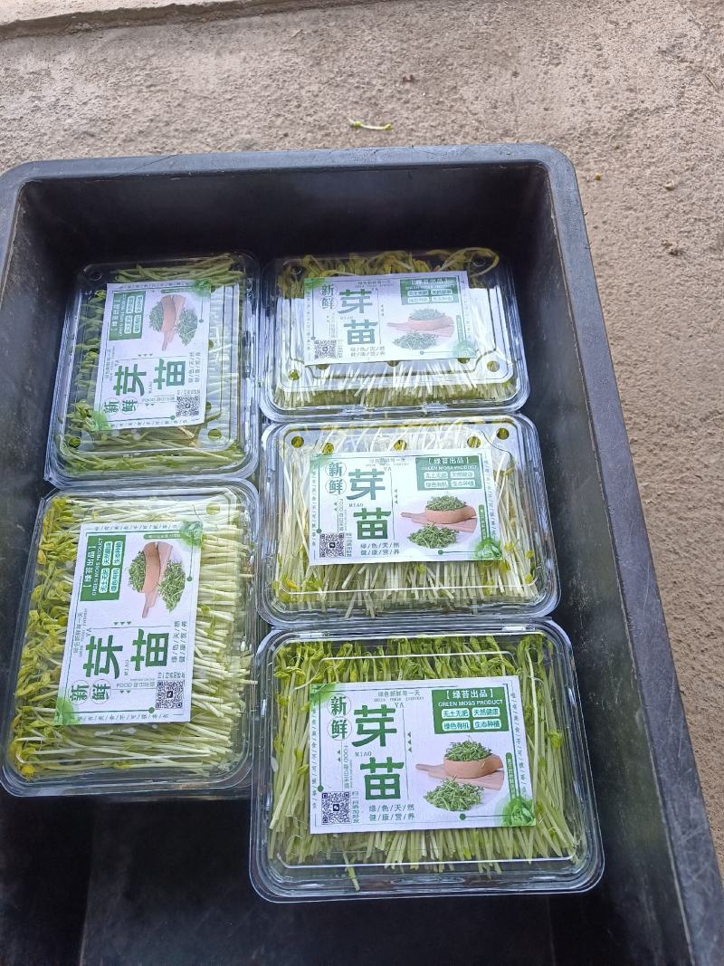 新鲜芽菜豌豆苗