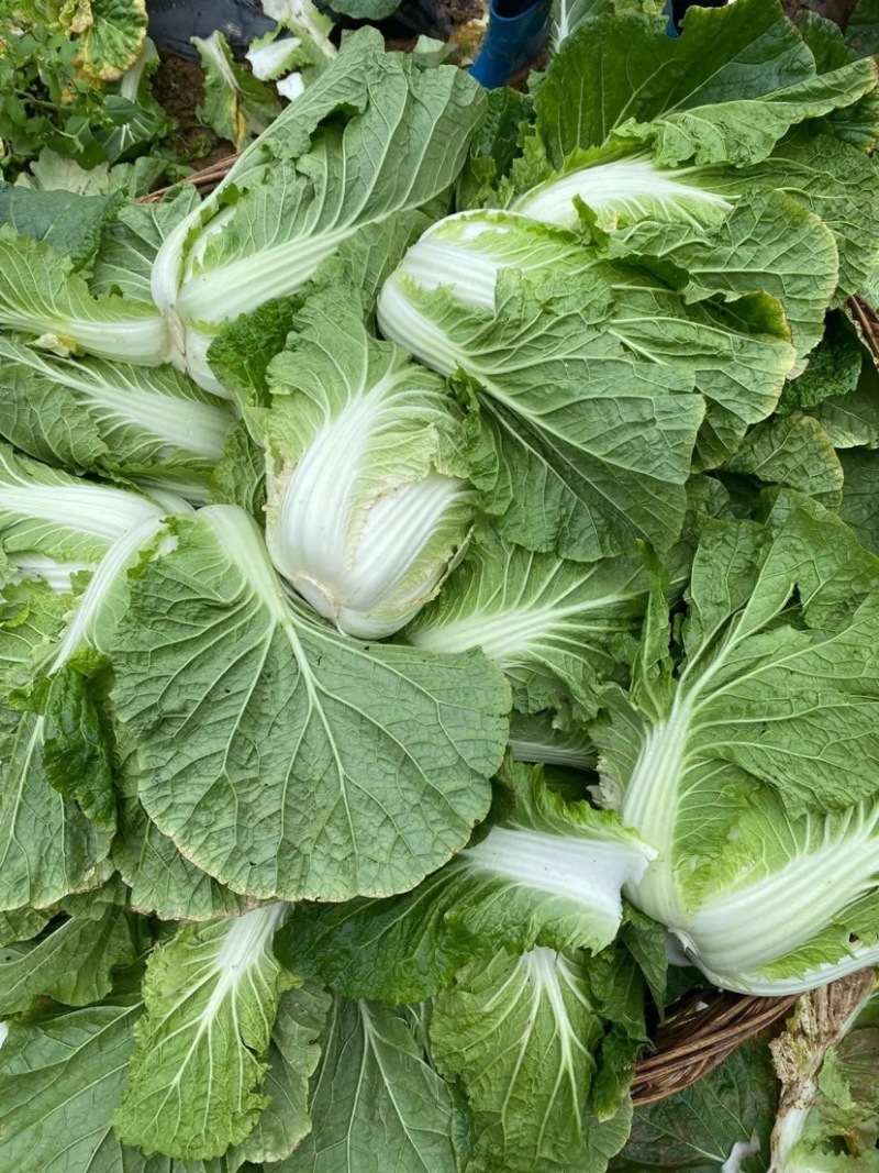 【实力】湖北黄心大白菜大量有货对接全国发货欢迎咨询