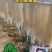 阜阳农家纯红薯粉丝，零添加无污染，欢迎下单