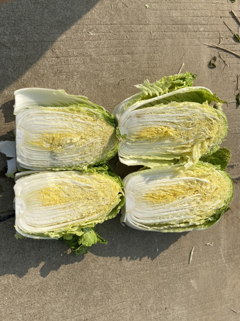 黄心大白菜自产自销货源充足诚信经营可视频看货