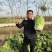 黄心大白菜自产自销货源充足诚信经营可视频看货