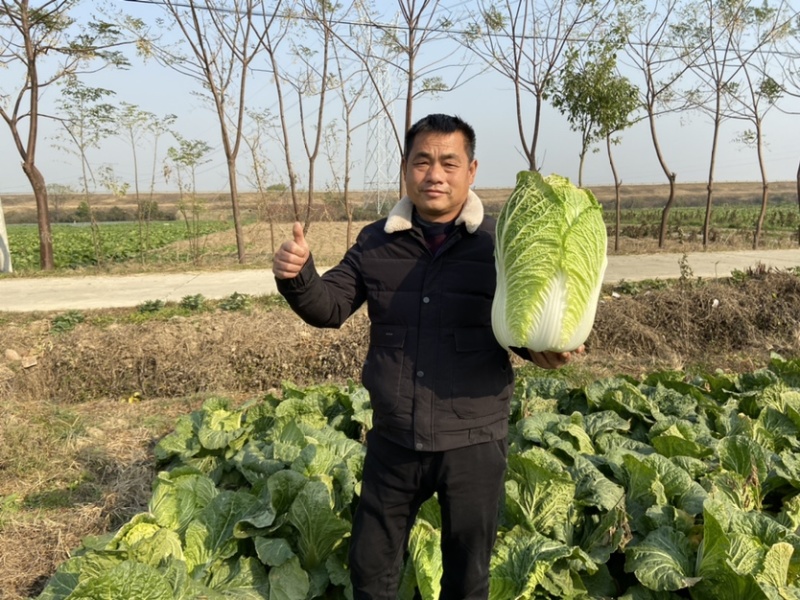 黄心大白菜自产自销货源充足诚信经营可视频看货