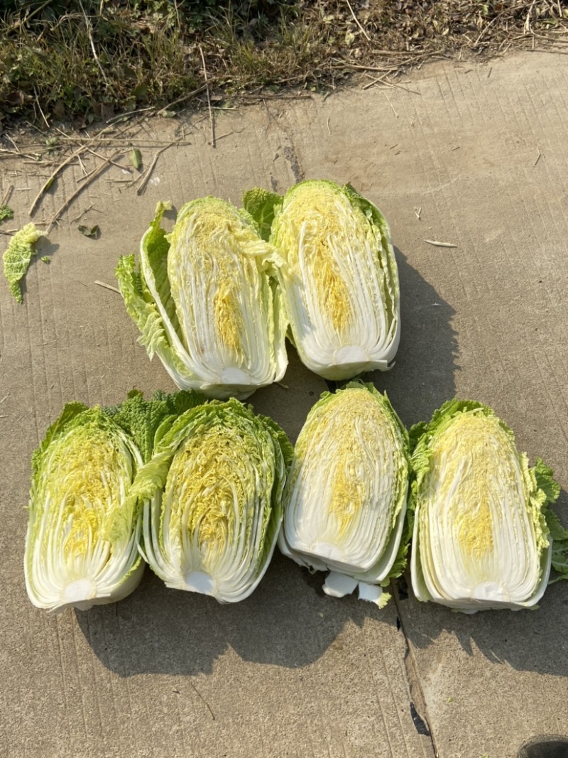 黄心大白菜自产自销货源充足诚信经营可视频看货