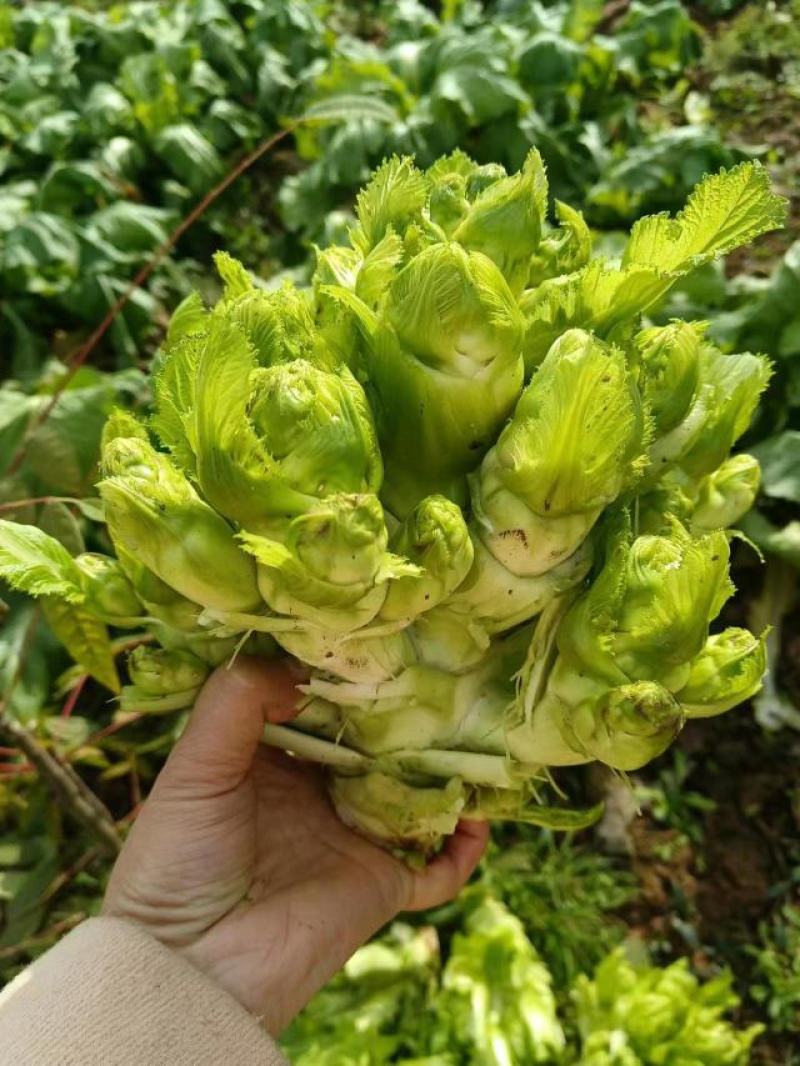 广安岳池县儿菜，精品儿菜，通路儿菜