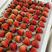 固镇红颜草莓，基地大，品质好，欢迎客商来采购